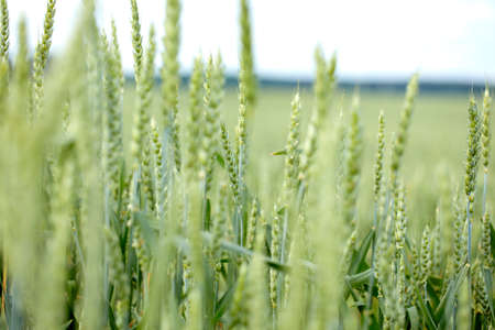 agricultural field with young ears of wheatの写真素材