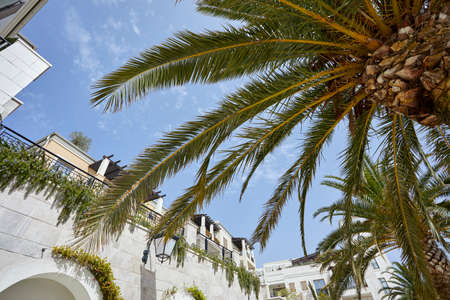 Beautiful palm trees on a sunny day with sky background.の写真素材