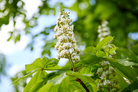 Horse chestnut Aesculus hippocastanum, Conker tree flowersの写真素材