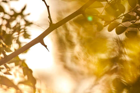 Nature Wood Sunlight Background, sunny treeの写真素材