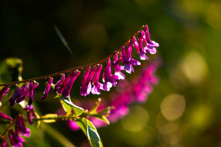sunny meadow with beautiful flowersの写真素材