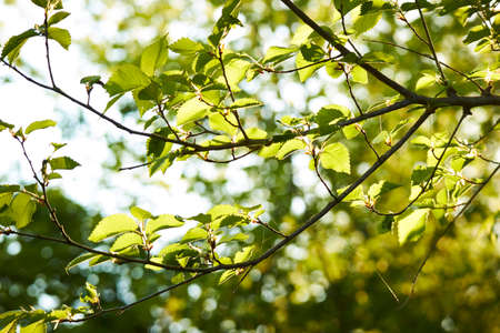Nature Wood Sunlight Background, sunny treeの写真素材
