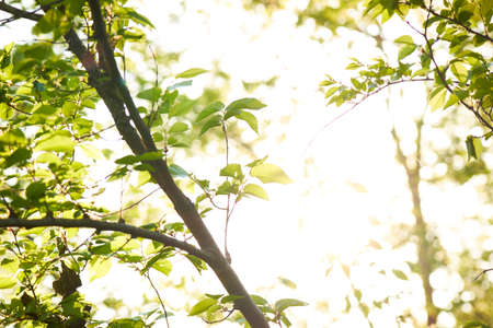 Nature Wood Sunlight Background, sunny treeの写真素材