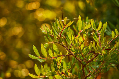 Nature Wood Sunlight Background, sunny treeの写真素材