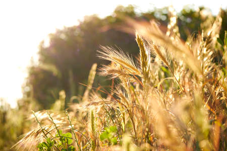Wheat field at sunset in sunlightの写真素材
