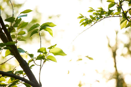 Nature Wood Sunlight Background, sunny treeの写真素材