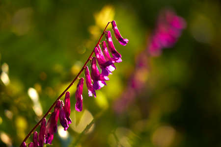 sunny meadow with beautiful flowersの写真素材