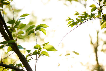 Nature Wood Sunlight Background, sunny treeの写真素材