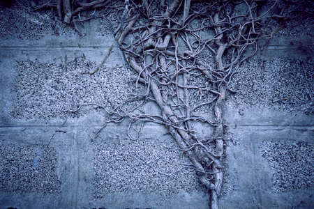 branches of plant, Halloweet backgroundの写真素材