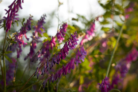 sunny meadow with beautiful flowersの写真素材