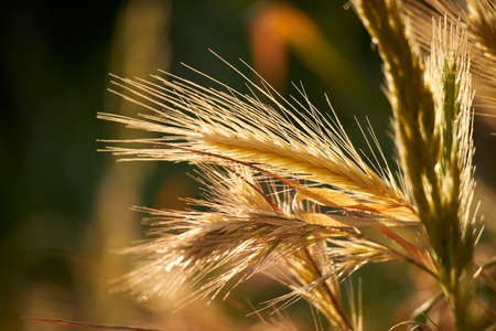 Wheat field at sunset in sunlightの写真素材