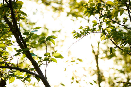 Nature Wood Sunlight Background, sunny treeの写真素材