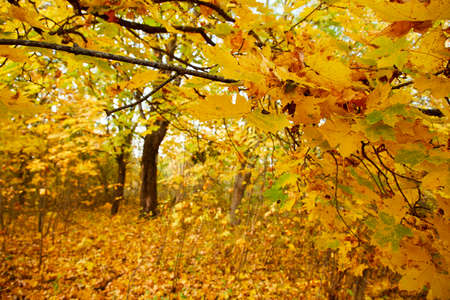 autumn in the parkの写真素材