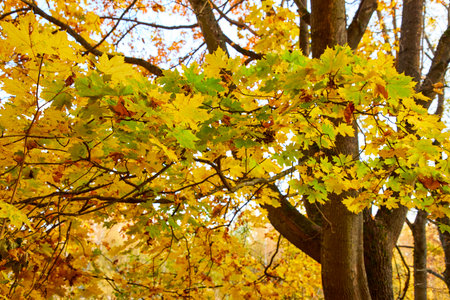 autumn in the parkの写真素材