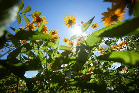yellow flowers over blue skyの写真素材