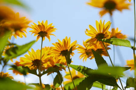 yellow flowers over blue skyの写真素材