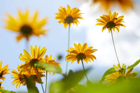 yellow flowers over blue skyの写真素材