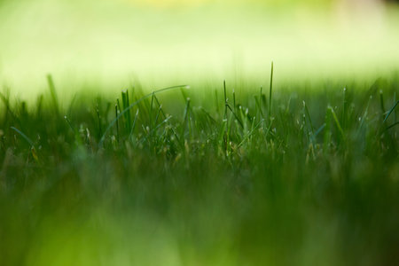 Add to Likebox Lush green grass on sunny dayの写真素材