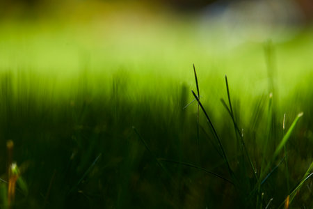Add to Likebox Lush green grass on sunny dayの写真素材