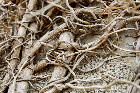 branches of plant on old wallの写真素材