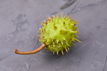 horse-chestnut on the dark backgroundの写真素材