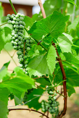 green grapes on grapevine in vineyardの写真素材