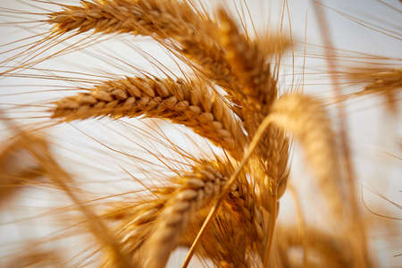 Golden cereal field with ears of wheatの写真素材