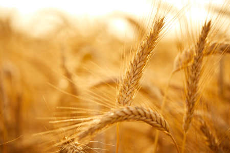 Golden cereal field with ears of wheatの写真素材