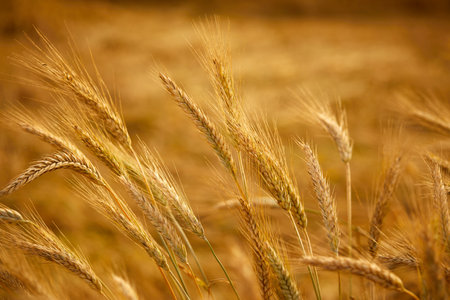 Golden cereal field with ears of wheatの写真素材