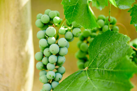 green grapes on grapevine in vineyardの写真素材