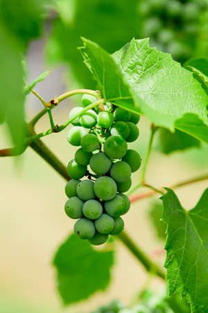 green grapes on grapevine in vineyardの写真素材