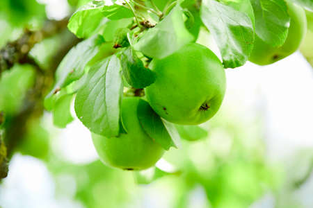 green grapes in the gardenの写真素材