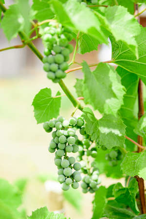 green grapes on grapevine in vineyardの写真素材