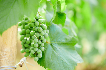 green grapes on grapevine in vineyardの写真素材