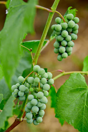green grapes on grapevine in vineyardの写真素材