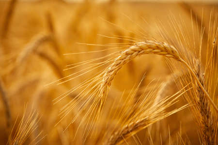 Wheat crop field sunset landscapeの写真素材