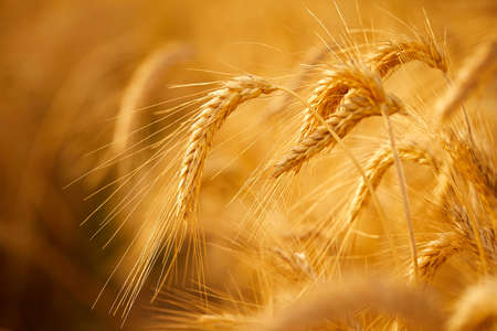 Wheat crop field sunset landscapeの写真素材