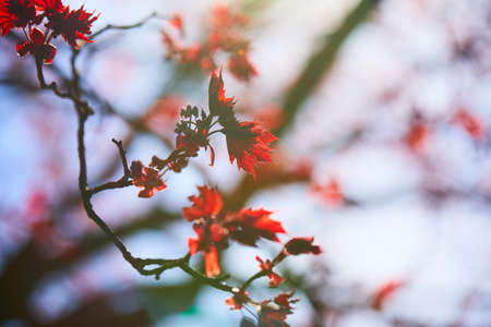 maple leaves over blue skyの写真素材