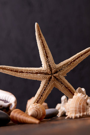 shells and sea star on wooden backgroun