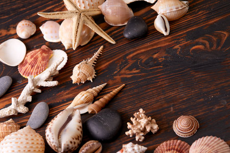 shells and sea star on wooden backgrounの写真素材