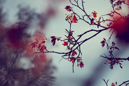 autumn park with yellow and red leaves
