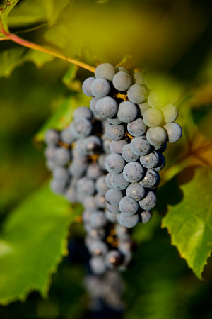 blue grapes in the garden