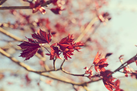 autumn park with yellow and red leavesの写真素材