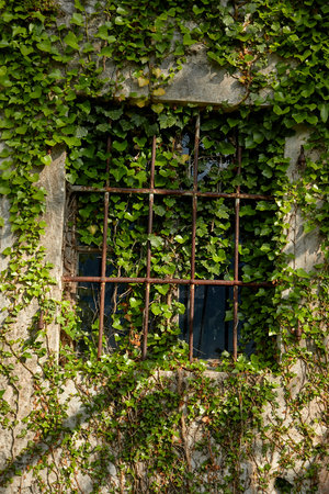 ivy on the old wallの写真素材
