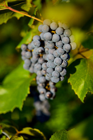 organic grapes in the gardenの写真素材
