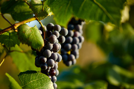 organic grapes in the gardenの写真素材