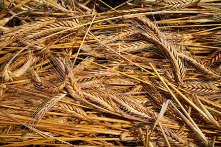 wheat background, Wheat yellow golden harvest in summer.の写真素材
