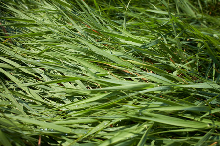 grass background, summer ecological conceptの写真素材