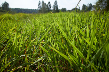 grass background, summer ecological conceptの写真素材