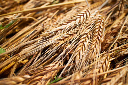 wheat background, Wheat yellow golden harvest in summer.の写真素材
